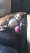 Lilly with Mogwai, Sapnap's oldest cat[53]