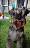 Jack's dog