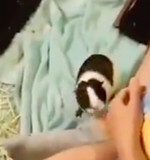 Charlie's second guinea pig, Fern