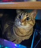 Leela.png (419 KB) Michael's cat, Leela