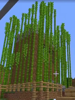 Floating Bamboo House