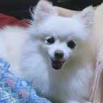 Cherry square.jpg (199 KB) Cherry