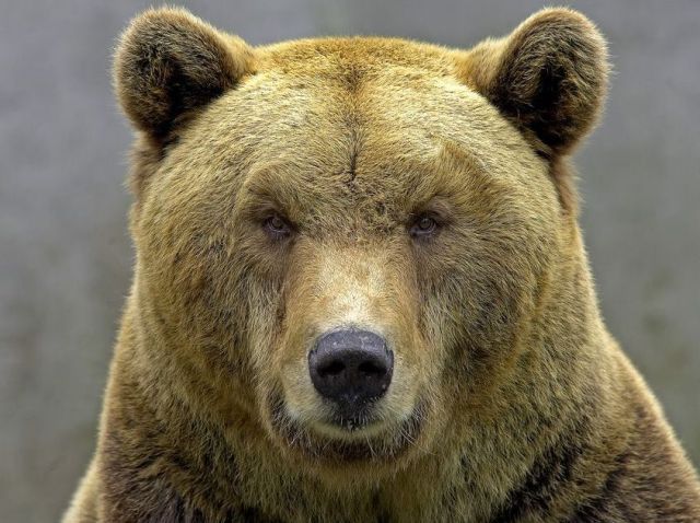 Grizzly Bear Portrait, Wildlife Photography, Bear Fine Art, Bear Wall Decor, Bea