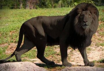 Black lion | Dream Fiction Wiki | Fandom