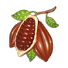 Cocoa seeds