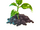 Coll arborday sprout.png