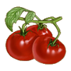 Tomatoes