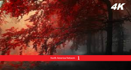 Red forest ident