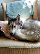 Собака Фулиша Афина