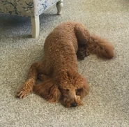 Teddy.png (657 kB) Perro de Punz, Teddy