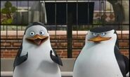 Private-and-Skipper-penguins-of-madagascar-11457882-444-265