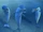 Delfiny