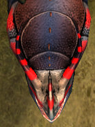 Head and neck patterns (top view)