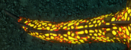 Tail patterns (top view)