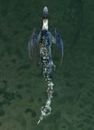 Armor Wing Swimming (top view)