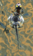 Titan Terrible Terror Swimming (upper view)