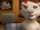 Kate (Father of the Pride)