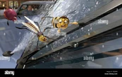 Bee-movie-chris-rock-voices-mooseblood-jerry-seinfeld-voices-barry-K3JERH.jpg (139 KB)
