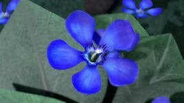 RoB; Blue Oleander