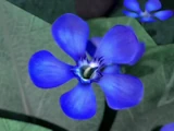 Blue Oleander