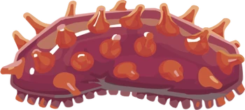 МорскойОгурец