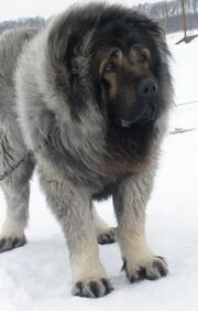 Mouse-aka-CaucasianShepherdDogVasteliRussiaPurebredDog2YearsOld2