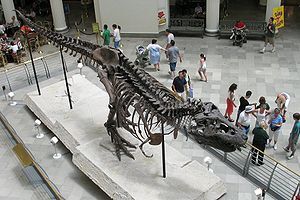 Sue skeleton.jpg