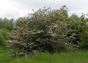 Common hawthorn tree, Crataegus monogyna