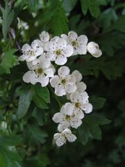 Common hawthorn flowers