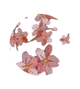 Pattern Sakura Petals