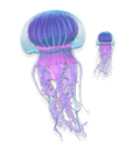 Icon Jellyfish's Thoughts