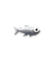 Larva Icefish