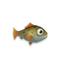 Larva Salmon