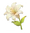 SK Icon White Lily