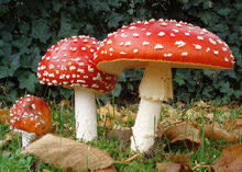 800px-2006-10-25 Amanita muscaria crop