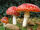 800px-2006-10-25 Amanita muscaria crop.jpg