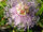 Passiflora incarnata flower.jpg