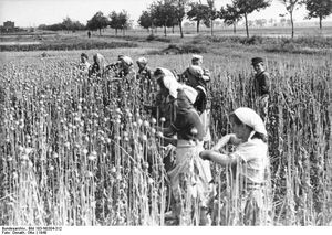 Bundesarchiv Bild 183-N0304-312, Mohnernte in der Magdeburger Börde