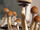 Psilocybe cubensis