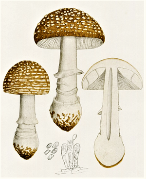 Bresadola - Amanita pantherina - Pantherpilz