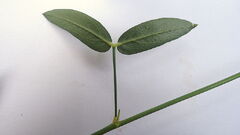 800px-Zornia latifolia Sm.jpg