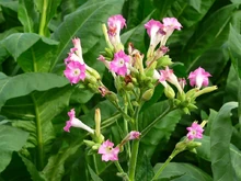 Tabak Blüte