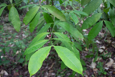 Tabernaemontana undulata