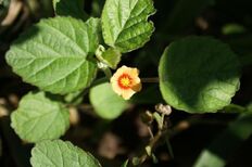 800px-Sida cordifolia top