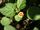 800px-Sida cordifolia top.jpg