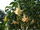 800px-Brugmansia aurea Stock.jpg