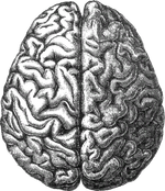 Human brain