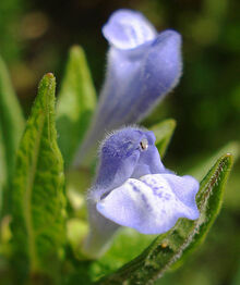 503px-Scutellaria galericulata W