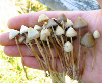 Psilocybe semilanceata