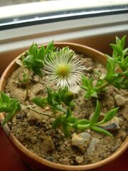 Sceletium tortuosum